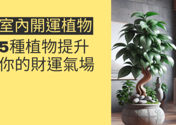 5種室內開運植物提升你的財運氣場