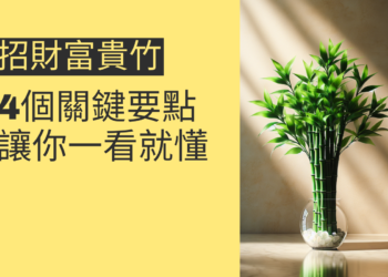 如何利用招財富貴竹增強財運?4個關鍵要點讓你一看就懂