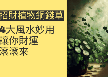 銅錢草的4大風水妙用，讓你財運滾滾來