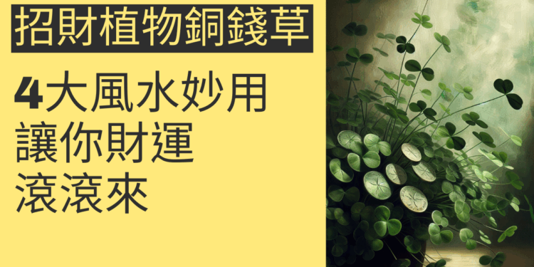 銅錢草的4大風水妙用，讓你財運滾滾來